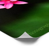 Poster Clipper sur Pentas 1 Imprimer (Coin)