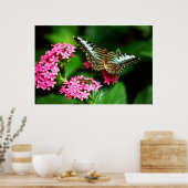 Poster Clipper sur Pentas 1 Imprimer (Cuisine)