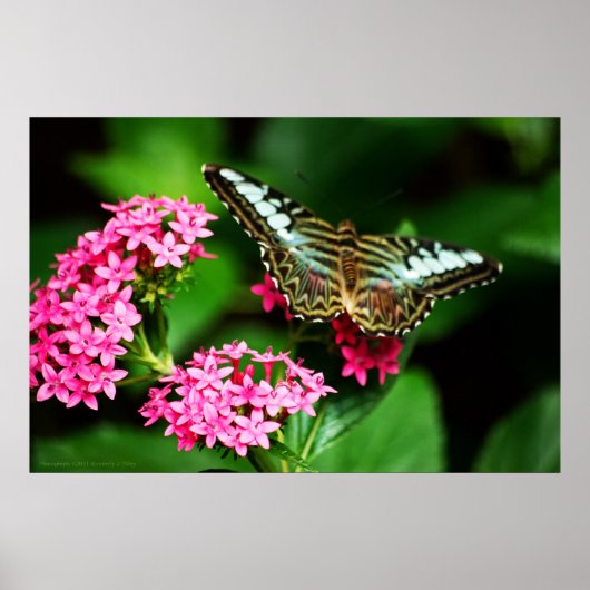Poster Clipper sur Pentas 1 Imprimer (Devant)