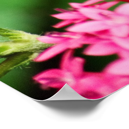 Poster Clipper sur Pentas 2 Imprimer (Coin)