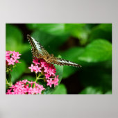 Poster Clipper sur Pentas 2 Imprimer (Devant)