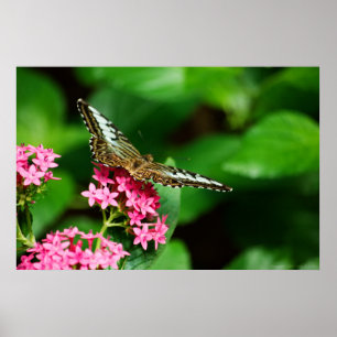 Poster Clipper sur Pentas 2 Imprimer