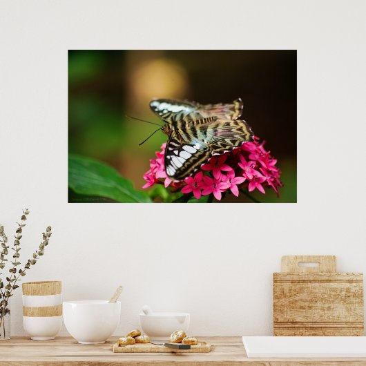 Poster Clipper sur Pentas 3 Imprimer (Cuisine)