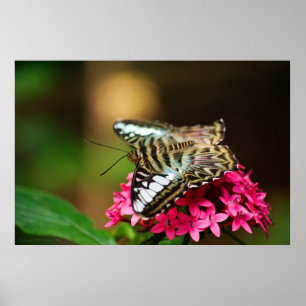 Poster Clipper sur Pentas 3 Imprimer