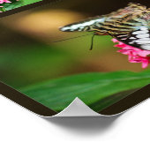 Poster Clipper sur Pentas (Portrait) Imprimer (Coin)