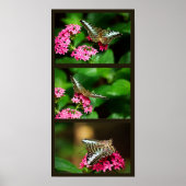 Poster Clipper sur Pentas (Portrait) Imprimer (Devant)