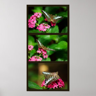 Poster Clipper sur Pentas (Portrait) Imprimer