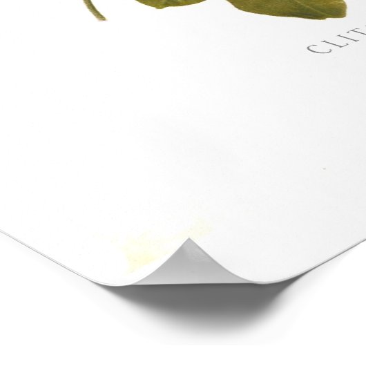 Poster Clitoria ternatea (Coin)