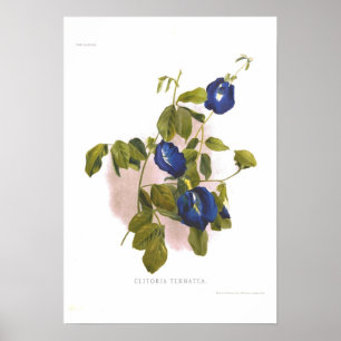 Poster Clitoria ternatea