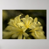 Poster Clivia jaune (Devant)
