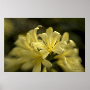 Poster Clivia jaune