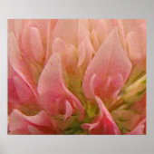 Poster Clocher rose (Devant)