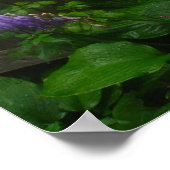 Poster cloches d'hosta pourpres (Coin)