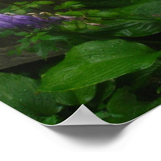 Poster cloches d'hosta pourpres (Coin)