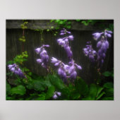 Poster cloches d'hosta pourpres (Devant)