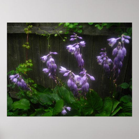 Poster cloches d'hosta pourpres (Devant)
