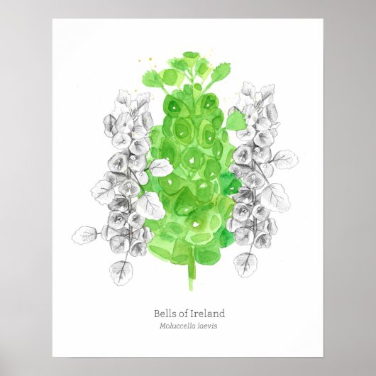 Poster Cloches d'Irlande Langue des fleurs Bonne chance (Devant)