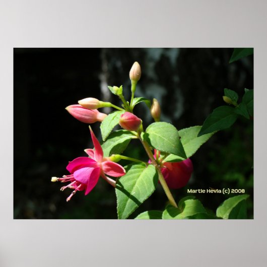 Poster Cloches roses (Devant)