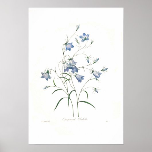Poster Clochette Campanula (Devant)