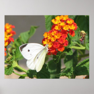 Poster Close Up Butterfly