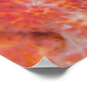 Poster Close-up de Emperor Angelfish (Coin)