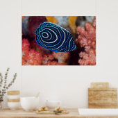 Poster Close-up de Emperor Angelfish (Cuisine)