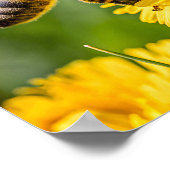 Poster Close Up of a Honeybee Collecting Nectar (Coin)