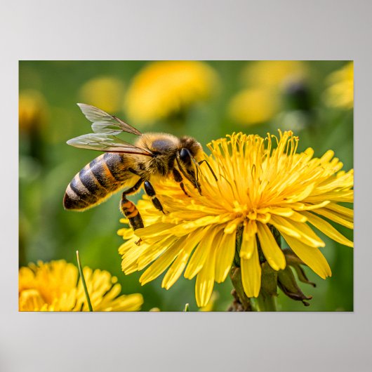 Poster Close Up of a Honeybee Collecting Nectar (Devant)