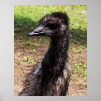 Poster Close-up of an Emu