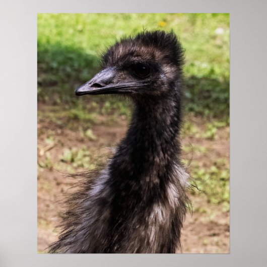 Poster Close-up of an Emu (Devant)