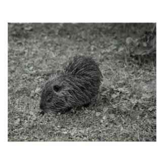 Poster Close-up of baby nutria (Myocastor coypus) on fiel