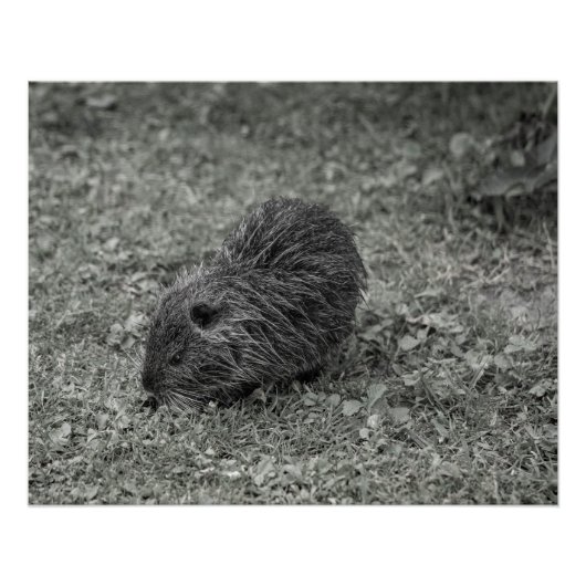 Poster Close-up of baby nutria (Myocastor coypus) on fiel (Devant)