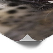 Poster Close up of leopard growling (Coin)