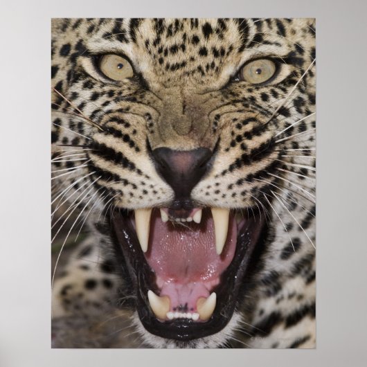 Poster Close up of leopard growling (Devant)