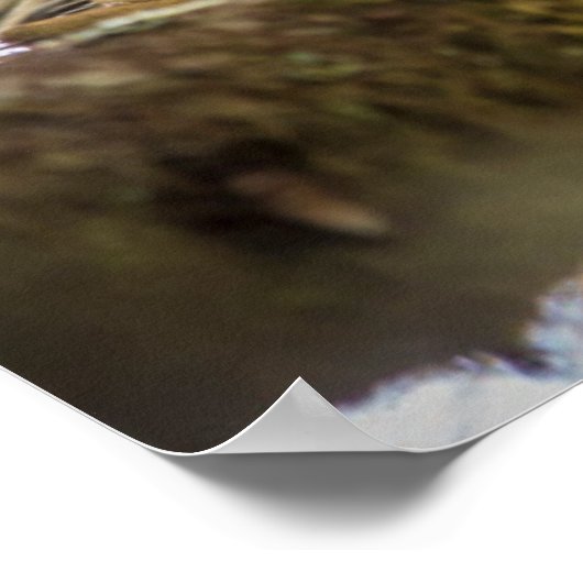 Poster Close-up of porcupine in a tree (Coin)