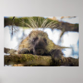 Poster Close-up of porcupine in a tree (Devant)