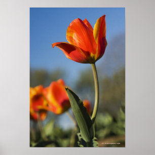 Poster Close-up of tulip flowers