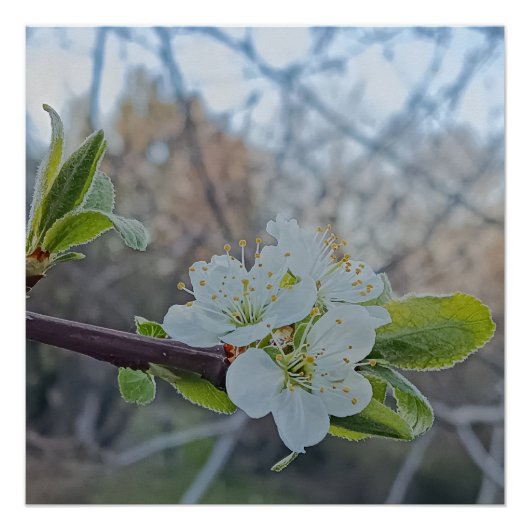 Poster Close-up of white cherry blossoms in spring (Devant)