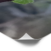 Poster Close-up of white cherry blossoms in spring (Coin)