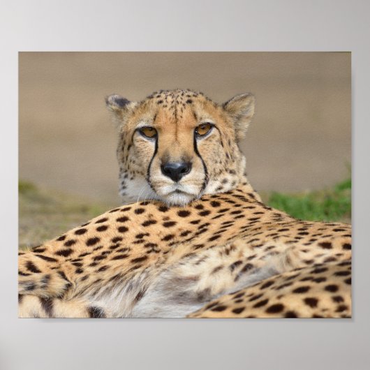 Poster Closeup African Cheetah (Acinonyx jubatus) (Devant)