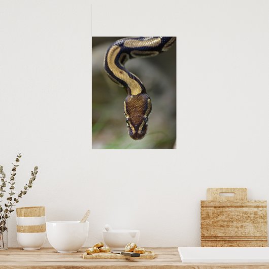 Poster Closeup ball pythonPostcard Postcard Square Sticke (Cuisine)