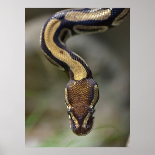 Poster Closeup ball pythonPostcard Postcard Square Sticke (Devant)