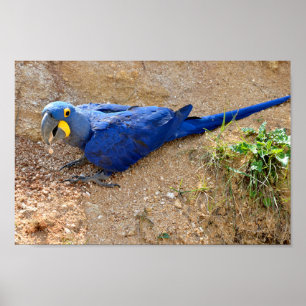 Poster Closeup bleu hyacinth macaw vu en haut