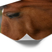 Poster Closeup de Bay Horse (Coin)