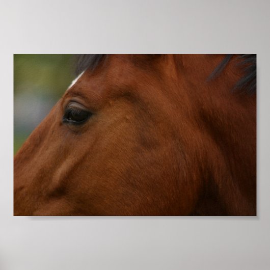 Poster Closeup de Bay Horse (Devant)