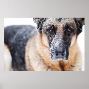 Poster Closeup De Berger Allemand Couvert De Neige