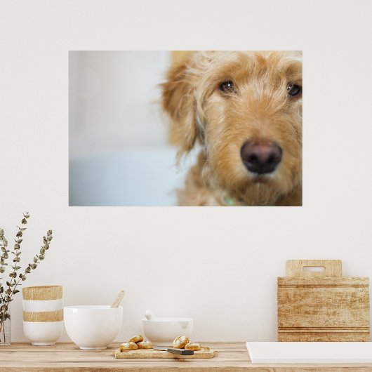 Poster Closeup de Goldendoodle (Cuisine)