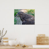 Poster Closeup de Harris Hawk vu d'au-dessus de la carte (Cuisine)