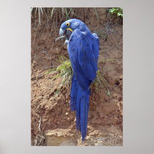 Poster Closeup de Hyacinth macaw