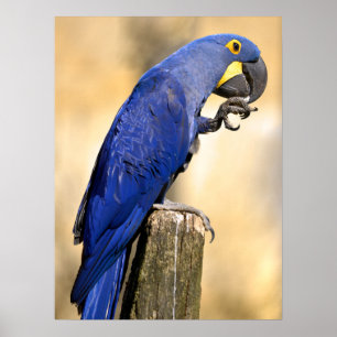 Poster Closeup de Hyacinth macaw perché sur un poteau de